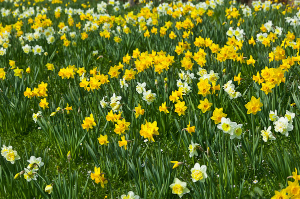 Daffodils on Slayley Green