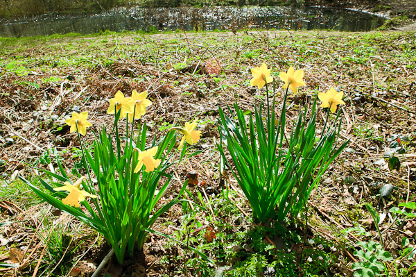 Whitwell Woods in Springtime