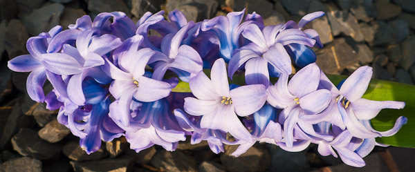 Spring Hyacinths - they are sometimes associated with rebirth and nicknamed 'babies breath'