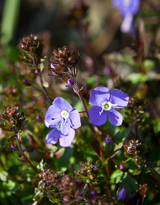 'lobelia's basking in today's spring sunshine