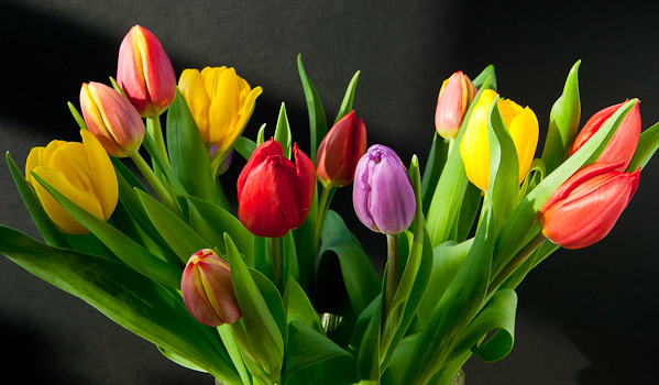 Beautiful tulips