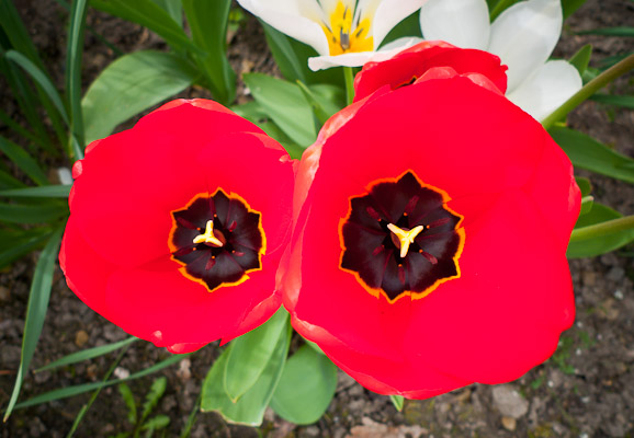 Tulips at their perfection