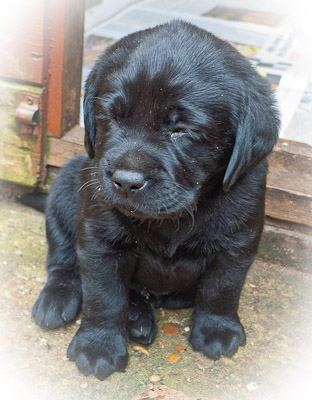 Labrador Puppy just 4 weeks old.