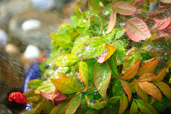 Downpour