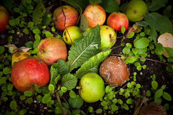 Apples