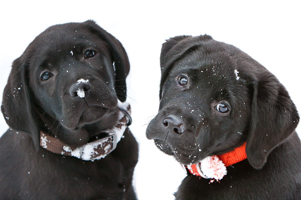 Bartie & Reggie in the snow