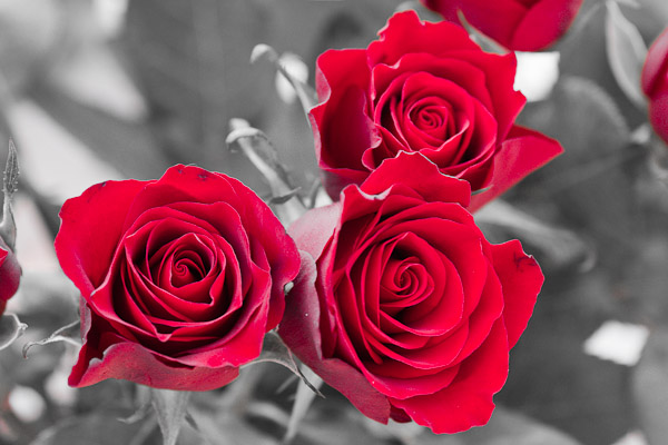 Red Christmas Roses