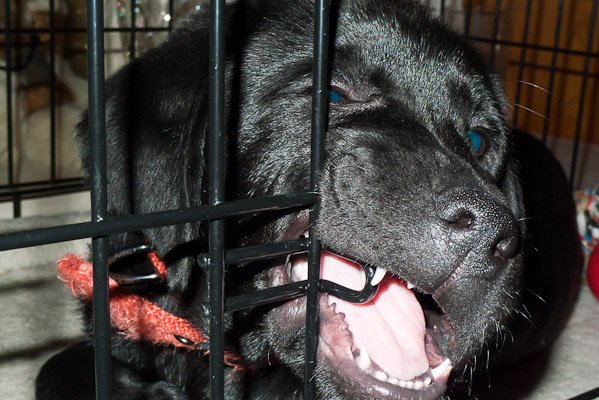 Teething puppy (Reggie)