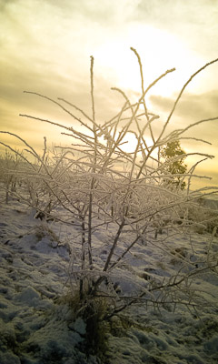 Frozen trees