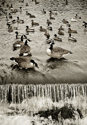 Geese and ducks on the wier at Bakewell