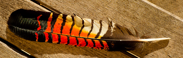 A red tailed black cockatoo feather