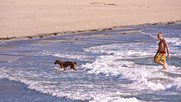 Dog beach