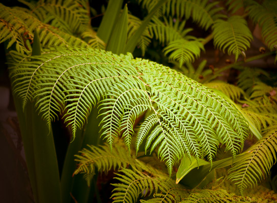 A beautiful fern in our courtyard