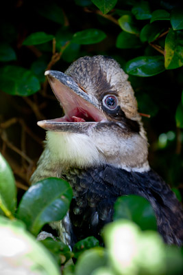 'Kevin' the kookaburra 'baby'