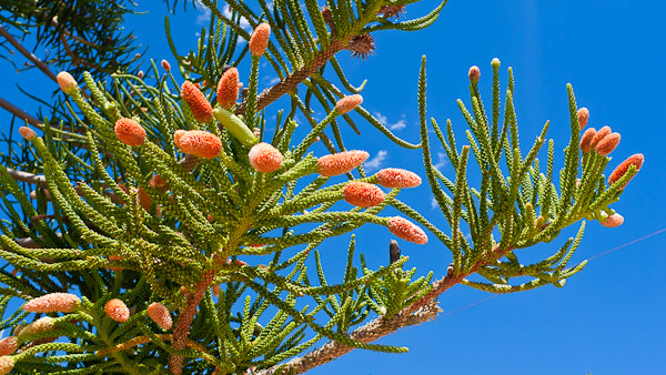 We can't remember what this tree is called!