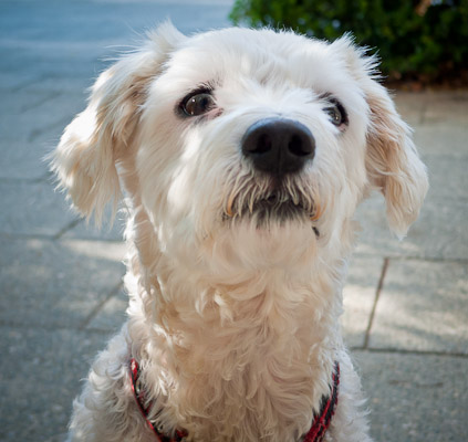 'Nero' the Bichon Frise - he's cute and knows it!