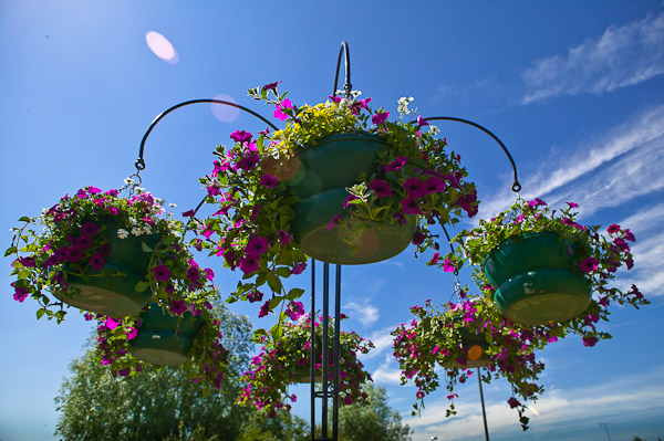 Hanging baskets on Slayley Green