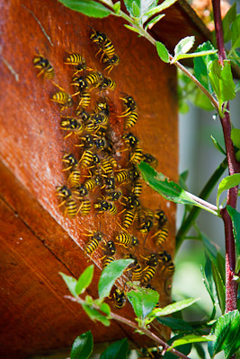 Wasp Nest