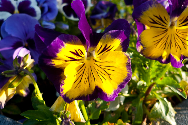 Pansies!