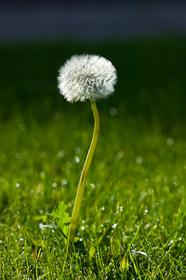 Dandelion