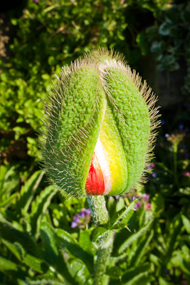 Red Poppy bud.