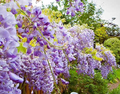 Wisteria