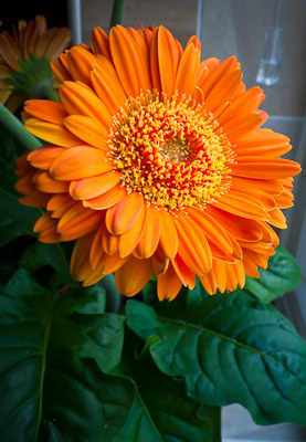 Orange flower !