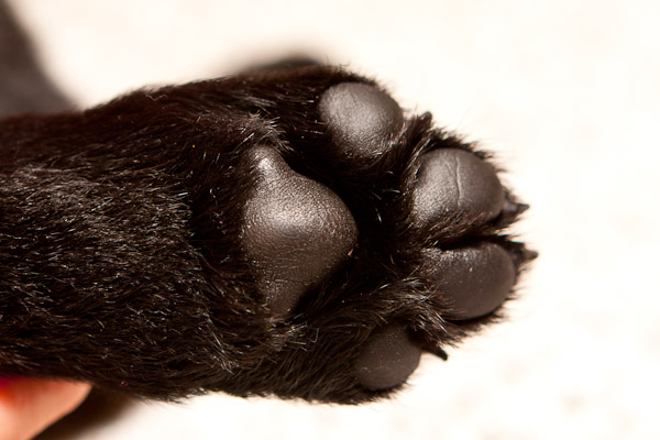 Paws for thought