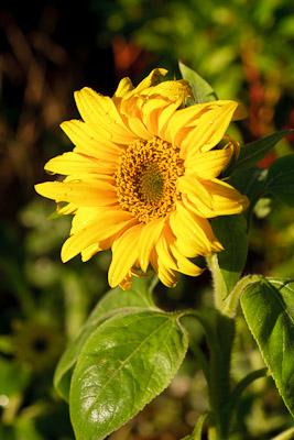 Sunflower in the morning sunshine