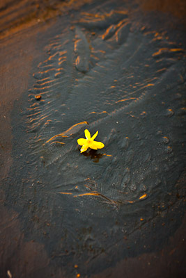 Yellow flower in the early morning sun