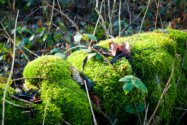 Moss on wall