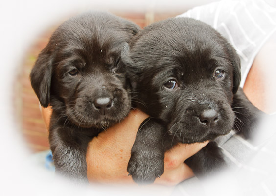 Our new puppies - The Bargie Boys