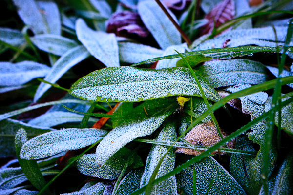 Texture - Frosty Leaves