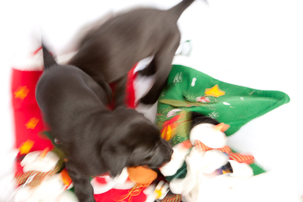 The Christmas photo-shoot  doesn't go quite as planned!