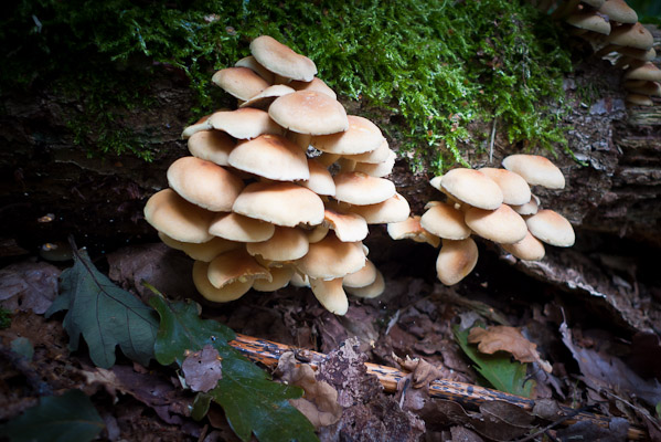 Fungi in the woods