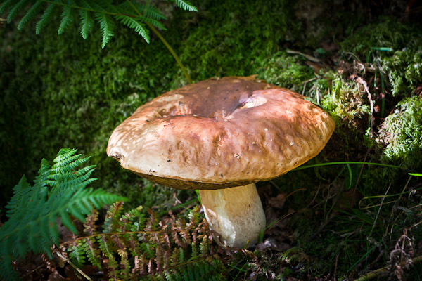 Fungi, Lake District
