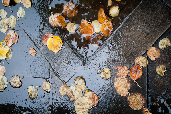 A wet day in autumn