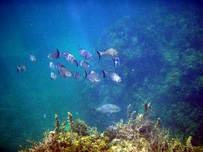 2008-02-04_OLY770-P2041105 copy.jpg