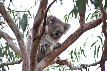 2009-11-27_Canon EOS 40D_IMG_2450.jpg
