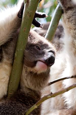 2009-11-27_Canon EOS 40D_IMG_2549.jpg