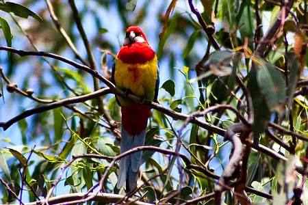 2009-11-27_Canon EOS 40D_IMG_2601.jpg