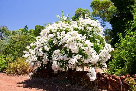 2010-01-09_Canon EOS 40D_IMG_4570.jpg