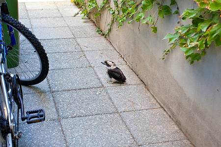 2010-01-22_Canon EOS 40D_IMG_4817.jpg