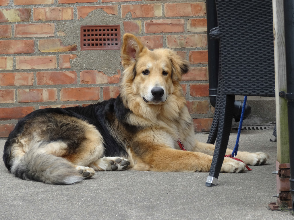 Benji - cross between a Pyranian Mountain Dog and German Shepherd.  He's only 9 months old.