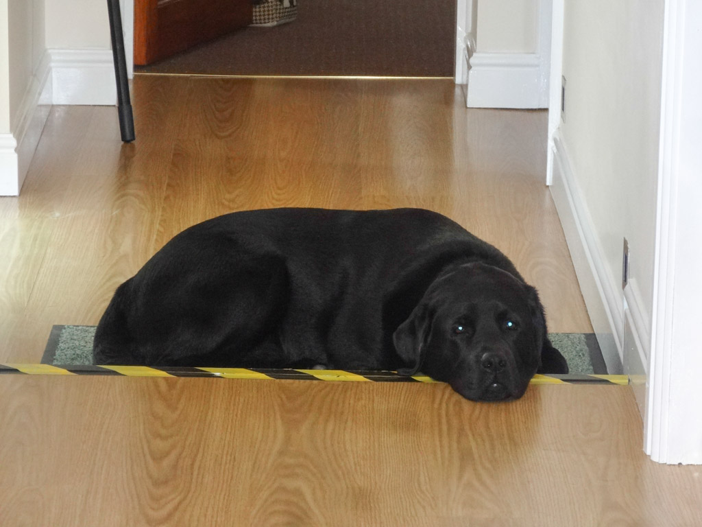 Reggie guards the step